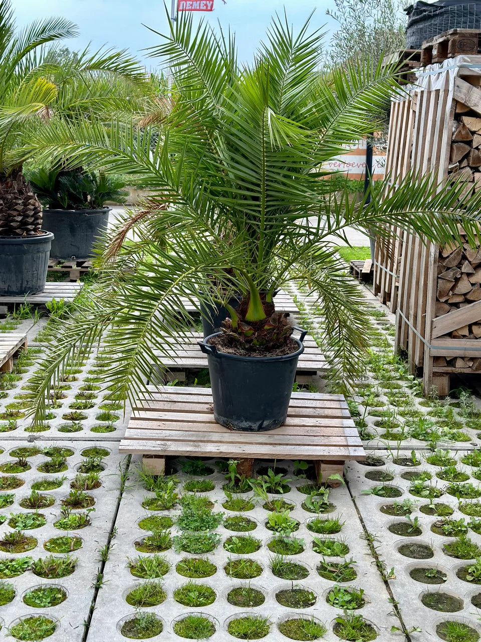 Phoenix canariensis