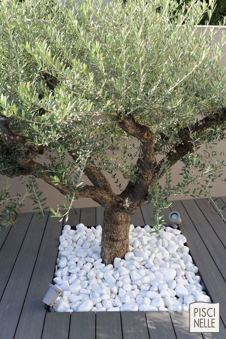 Mediterrane Bomen: Breng de zon naar je tuin