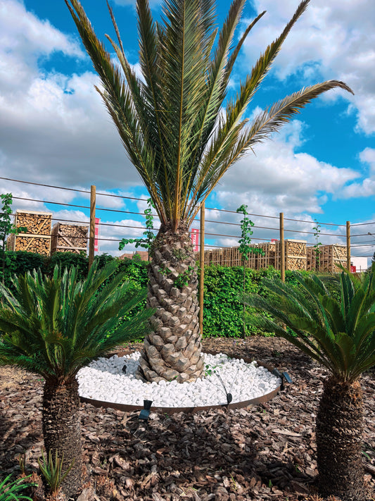 Phoenix canariensis XXL  Uniek in Belgie