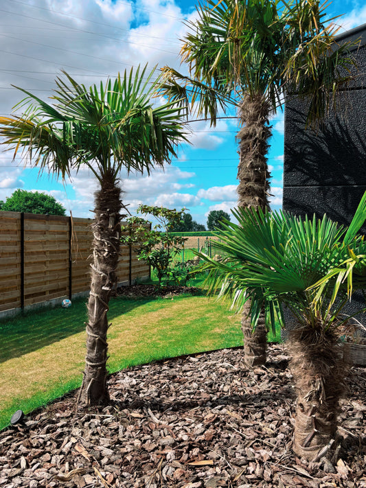 Trachycarpus Fortunei 80/100cm