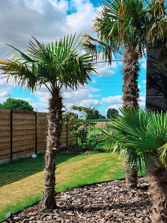 Trachycarpus fortunei 180/200cm