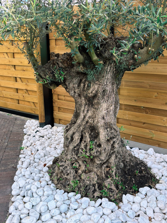 Olijfboom Olea Europaea L 120/140 cm