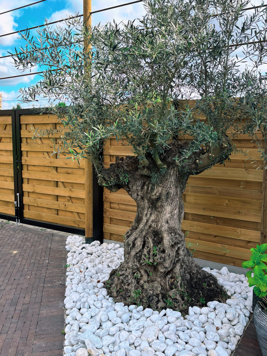 Olijfboom Olea Europaea XL 160/180 cm