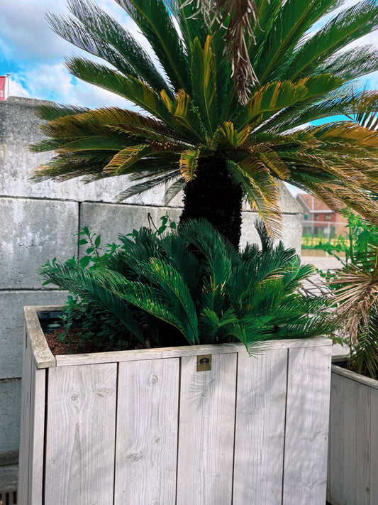 Cycas revoluta - 185cm hoog