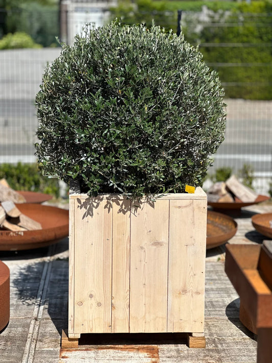 Olijfbol 70/90 + pot 70x70x70 in steigerhout