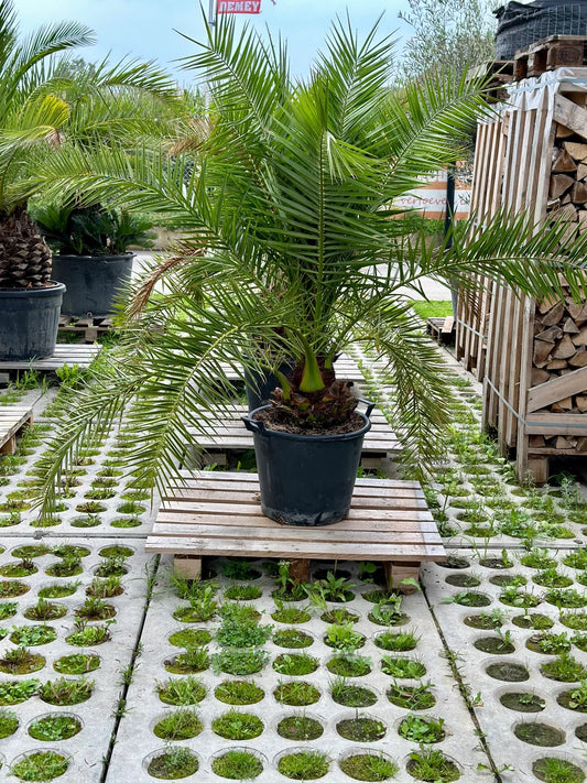 Phoenix canariensis