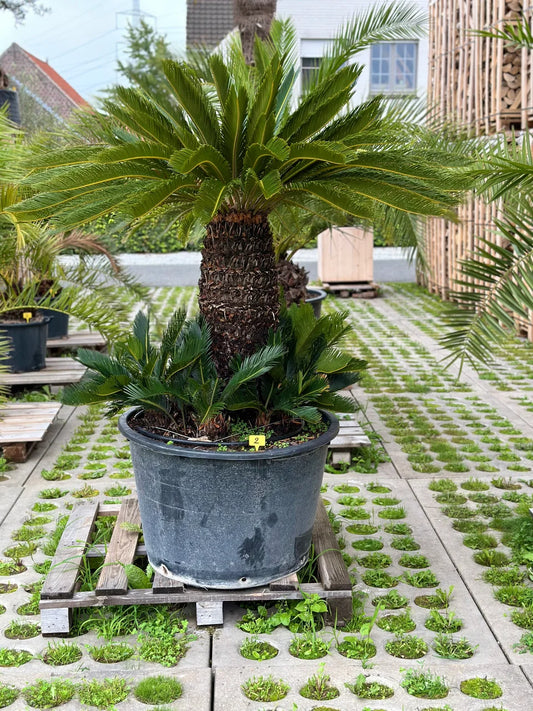 Cycas revoluta - 185cm hoog