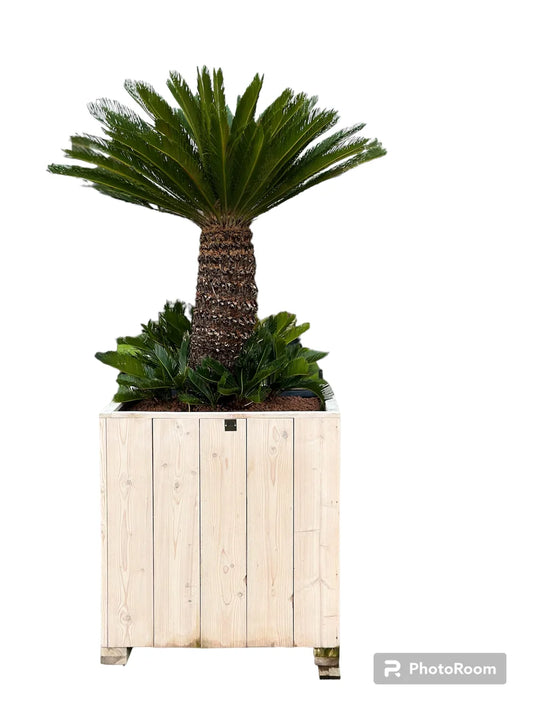 Cycas revoluta - 225cm hoog - in steigerhout pot